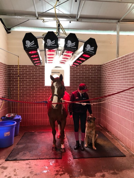 horse care solarium for horse stable